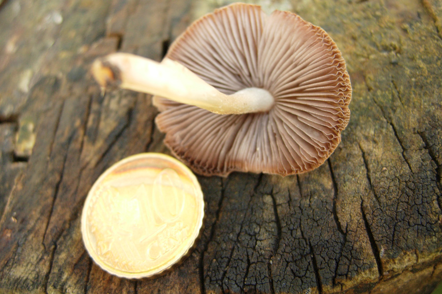 Funghi dell''ambulatorio